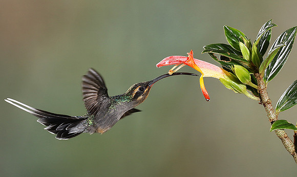 Green hermit