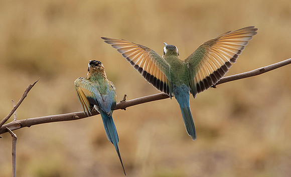 White-throated bee-eater - Shompole