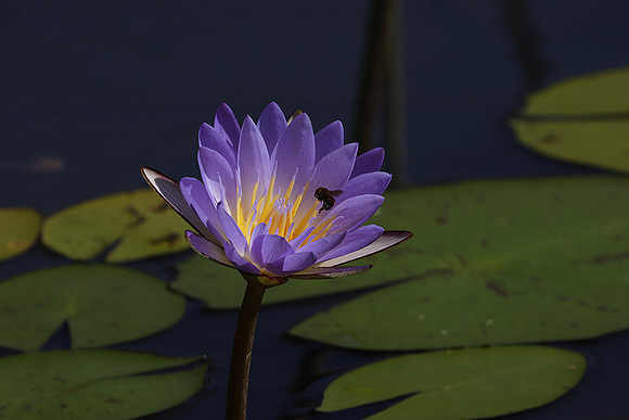 Lotus flowers - Botswana