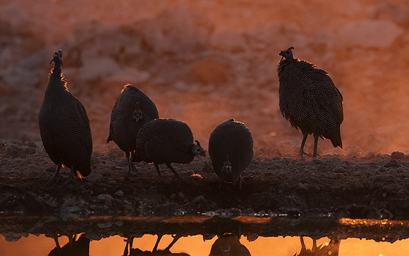 Helmeted guineafowl - Ongava Private Reserve