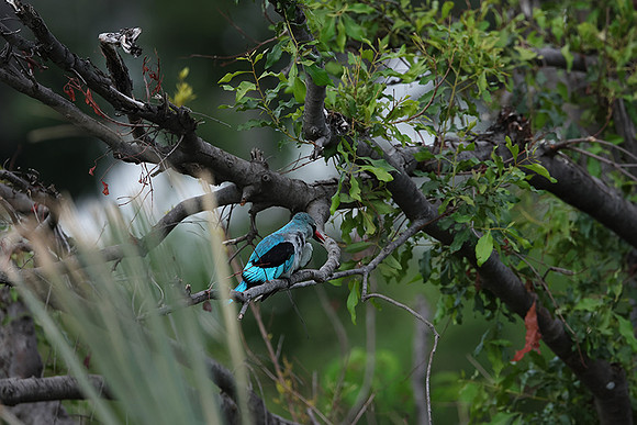 Woodland kingfisher - Delta of Okavango