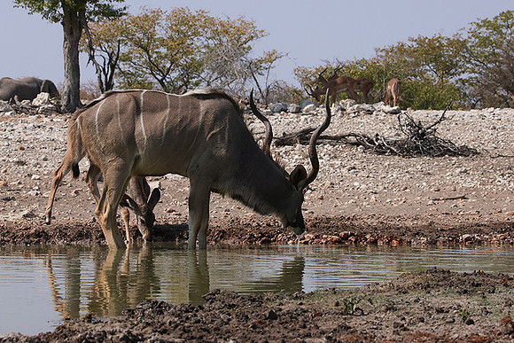 Onguma Private Reserve