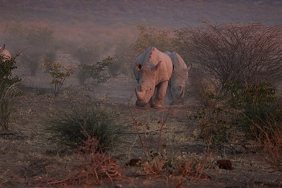 White rhinos  -  Ongava Private Reserve