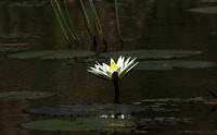 Lotus flowers - Botswana