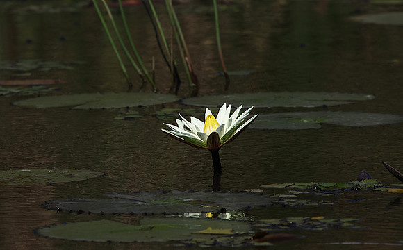Lotus flowers - Botswana