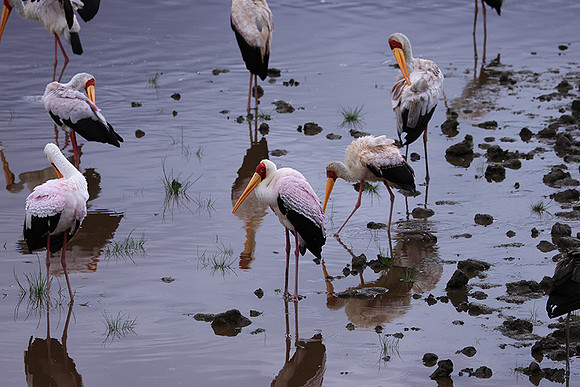 Yellow-billes storks - Lake Nakuru