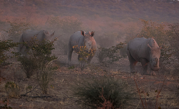 White rhinos  -  Ongava Private Reserve