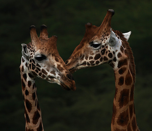 Lake Nakuru NP