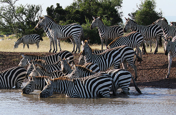 Serengeti - Grumeti Private Reserve
