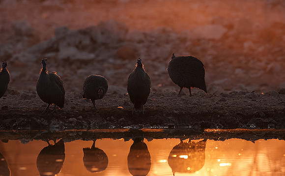 Helmeted guineafowl - Ongava Private Reserve