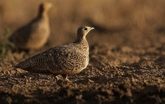 Chestnut-bellied sandgrouse - Shompole