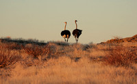 Damaraland
