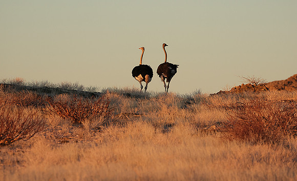 Damaraland