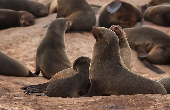 Cape fur seals - Skeleton coast