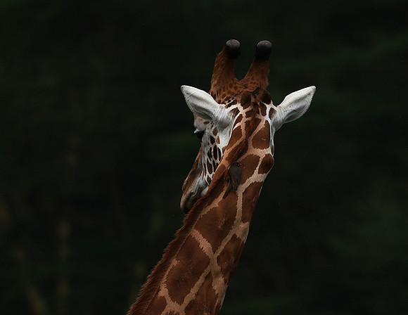 Lake Nakuru NP