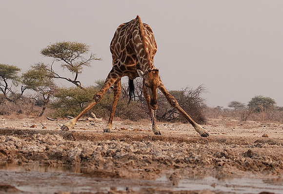 Onguma Private Reserve