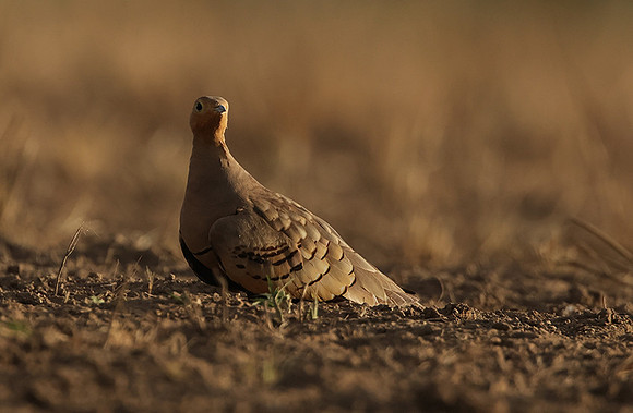 Chestnut-bellied sandgrouse - Shompole