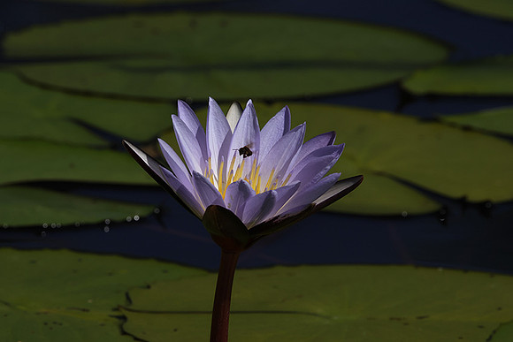 Lotus flowers - Botswana