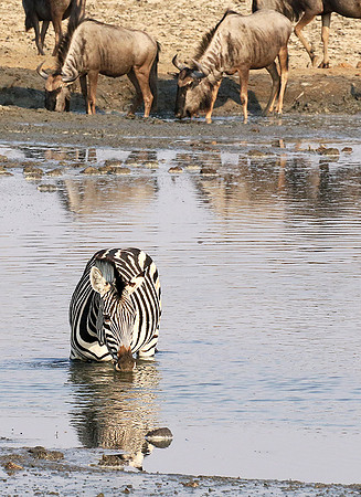 Hwange National Park