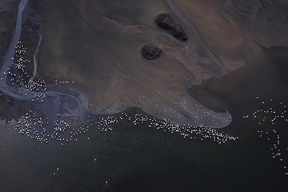 Pelicans from helicopter