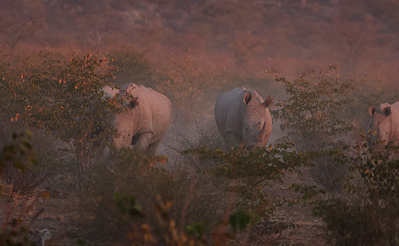 White rhinos  -  Ongava Private Reserve