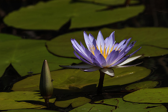 Lotus flowers - Botswana