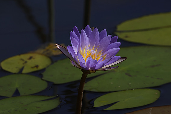 Lotus flowers - Botswana