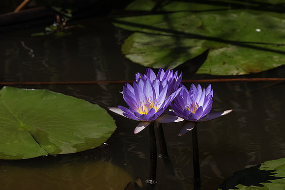 Lotus flowers - Botswana
